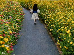铜鉴湖花海