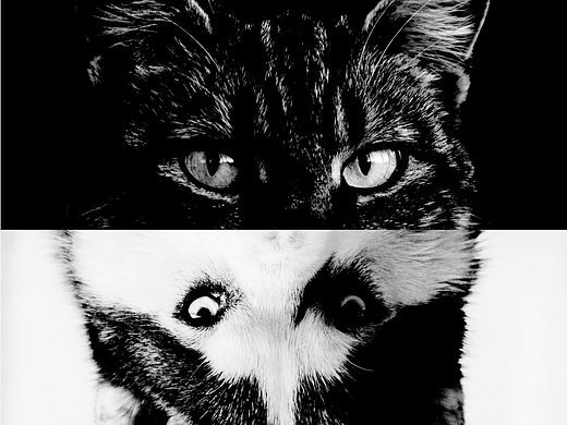 一个设计团队的LOGO设计-CAT DOG 狸哈设