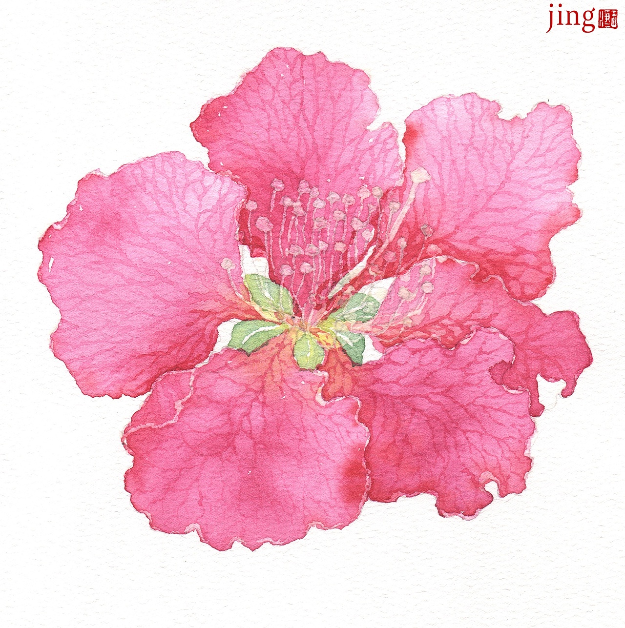 紫薇花
