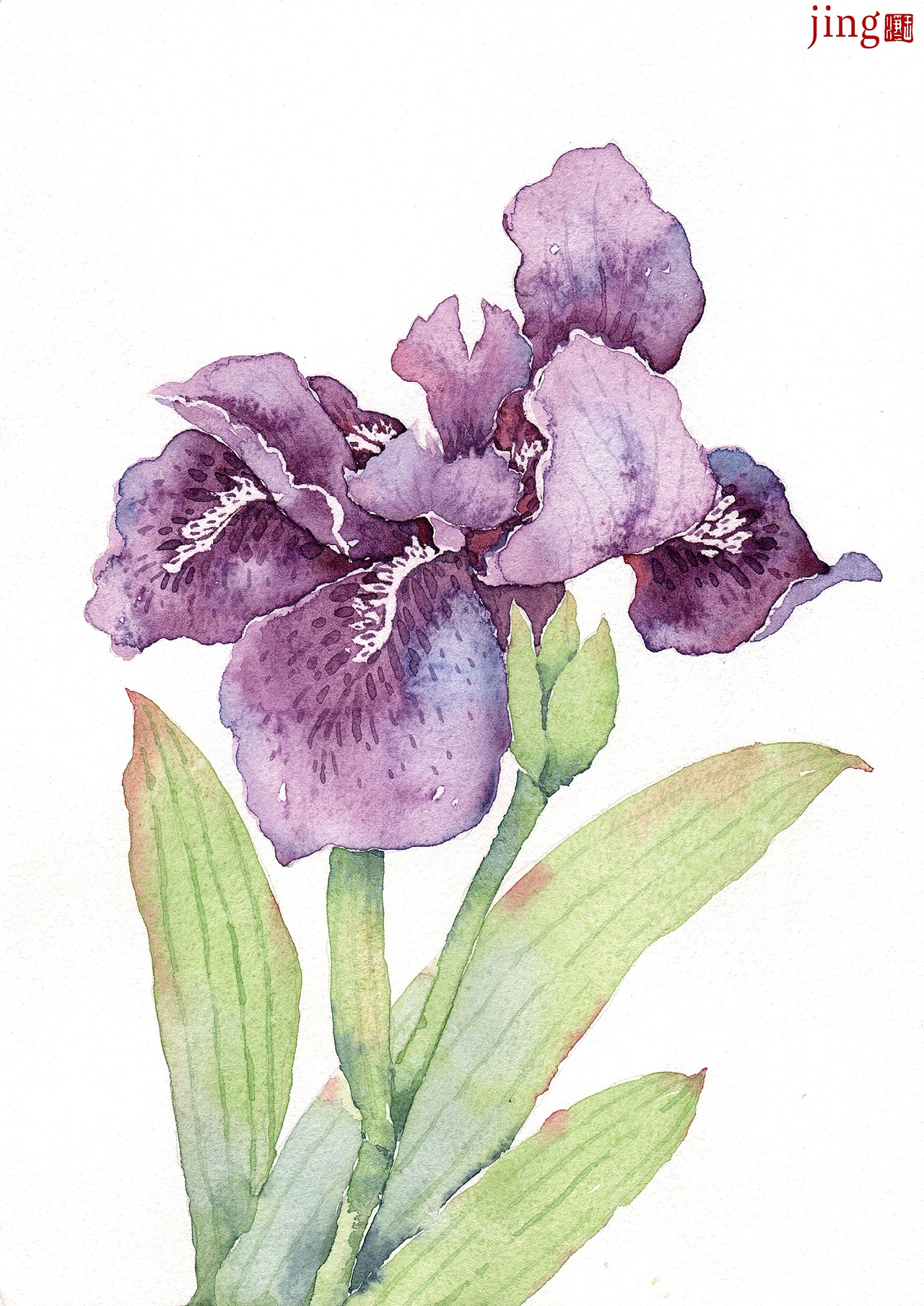 水彩手绘 40幅花卉&风景插画