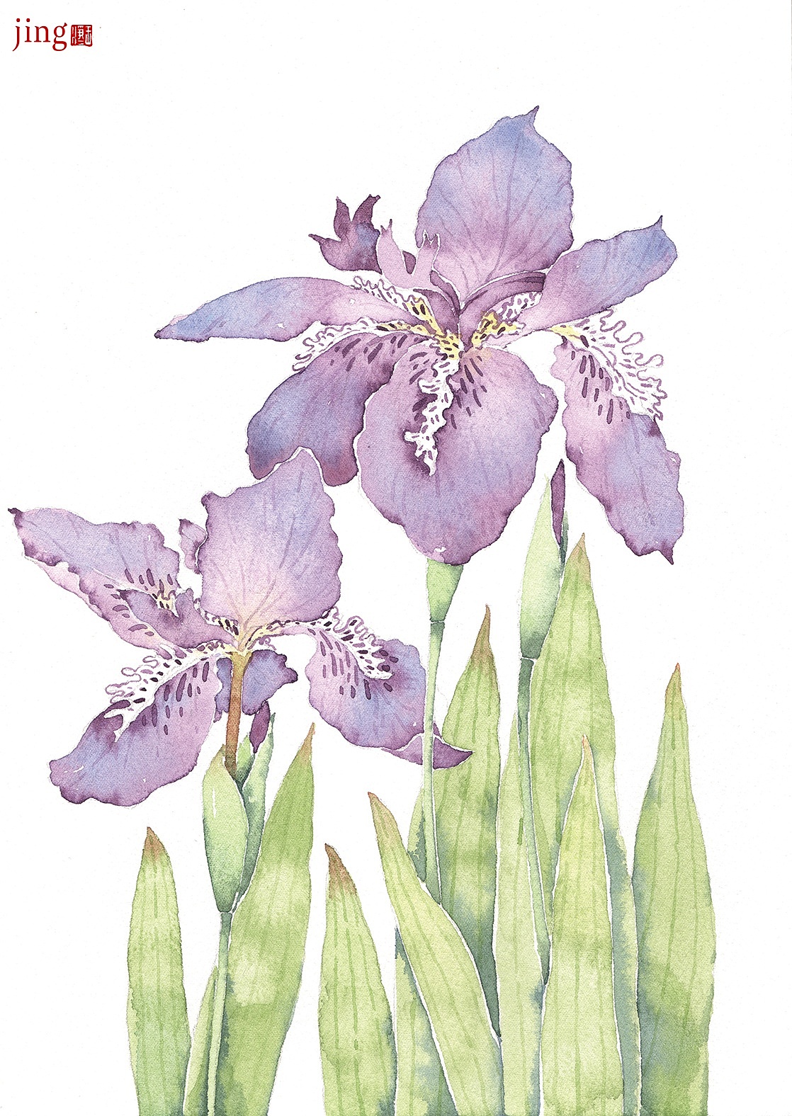 水彩手绘 40幅花卉&风景插画