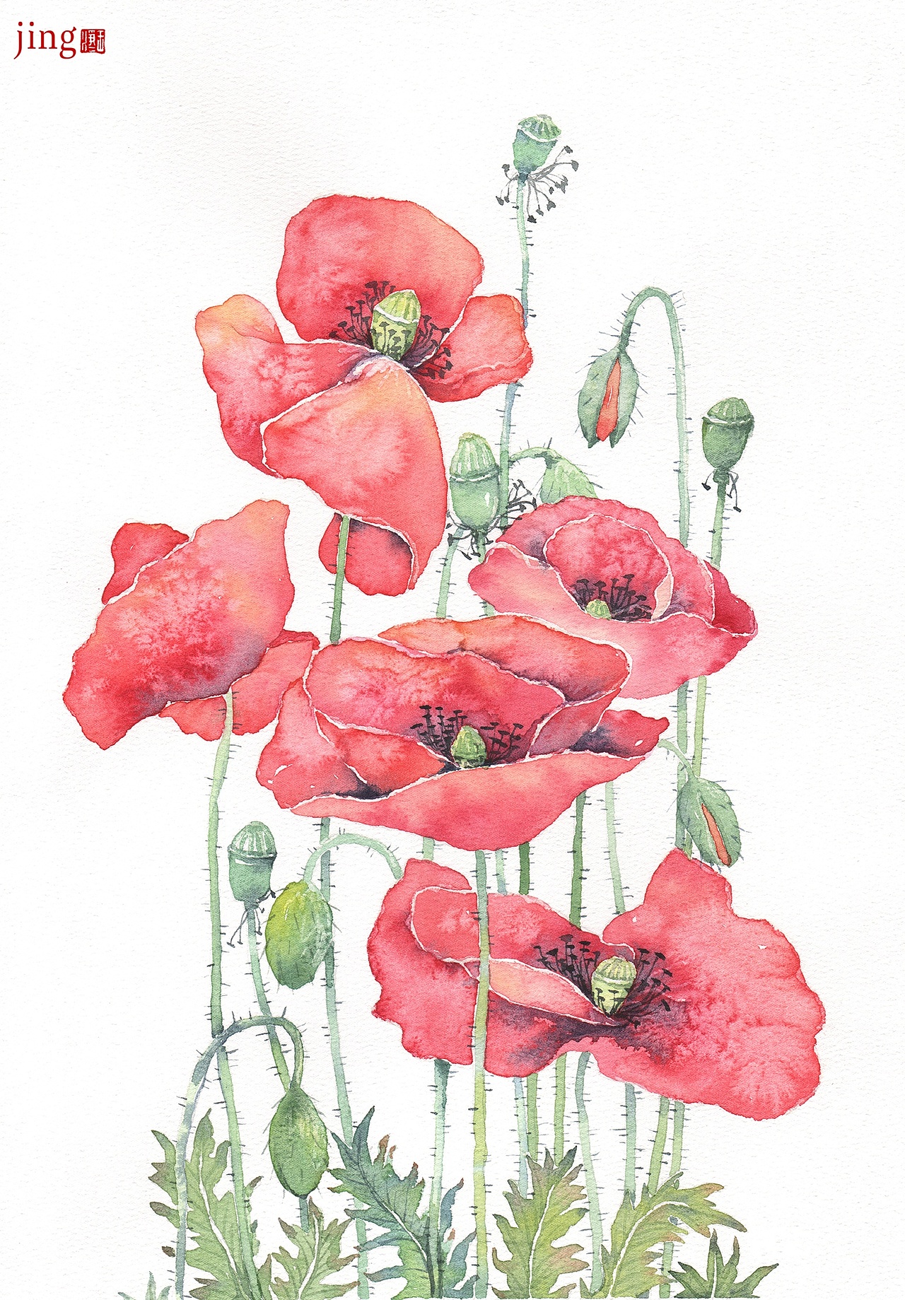 水彩手绘 40幅花卉&风景插画