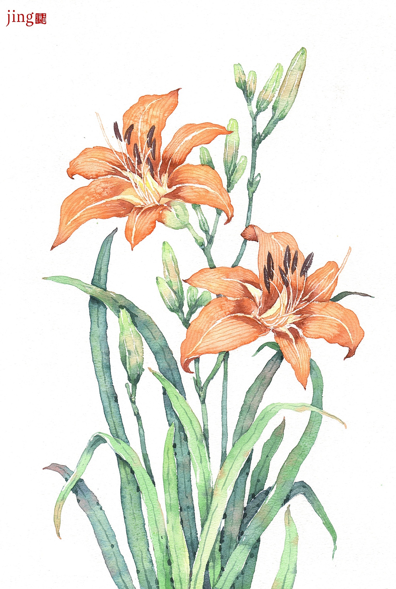 水彩手绘 40幅花卉&风景插画