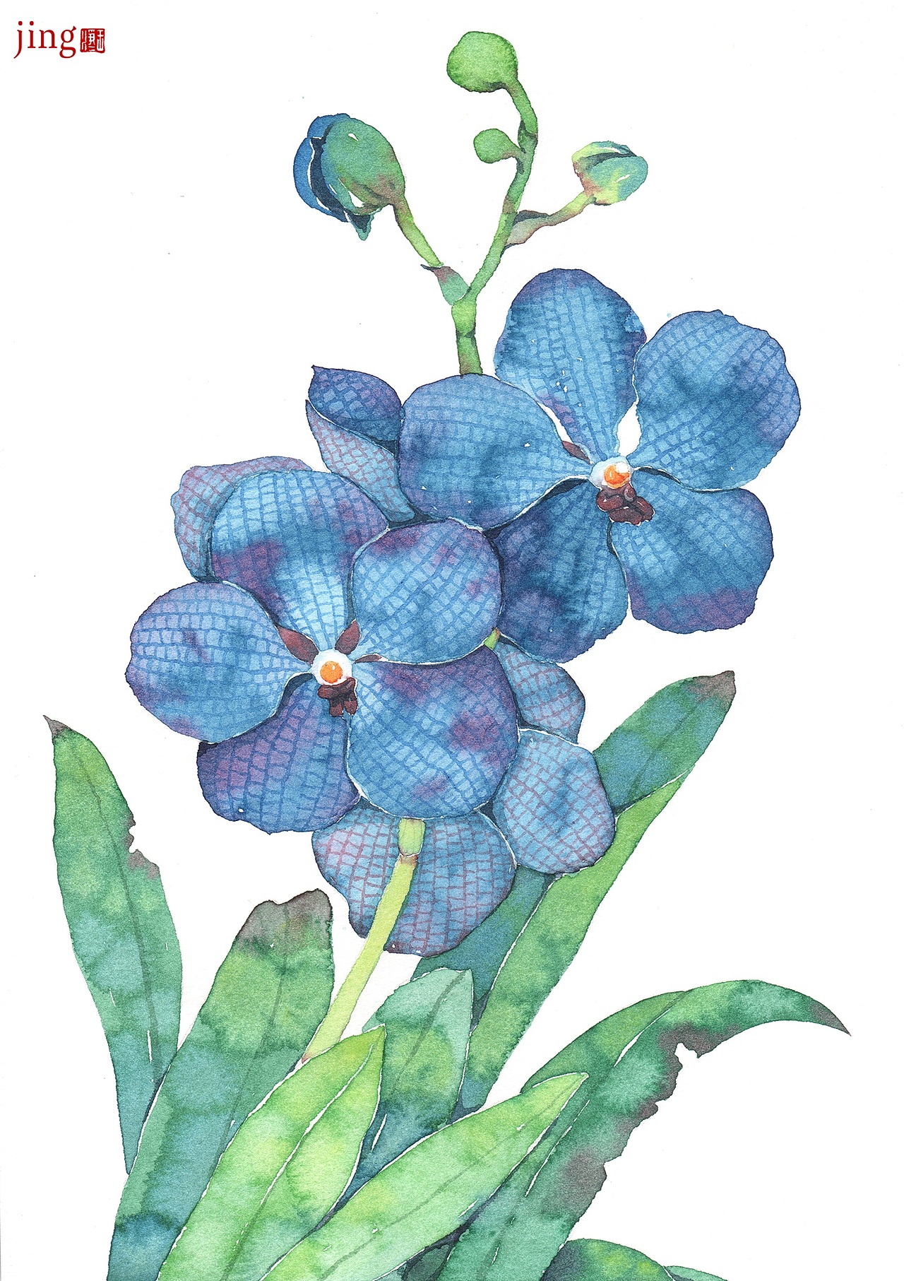 水彩手绘 40幅花卉&风景插画