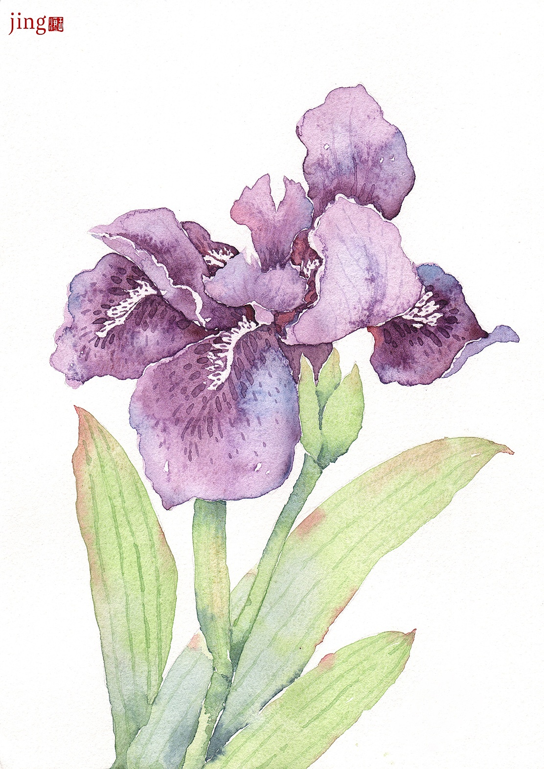 水彩手绘 40幅花卉&风景插画