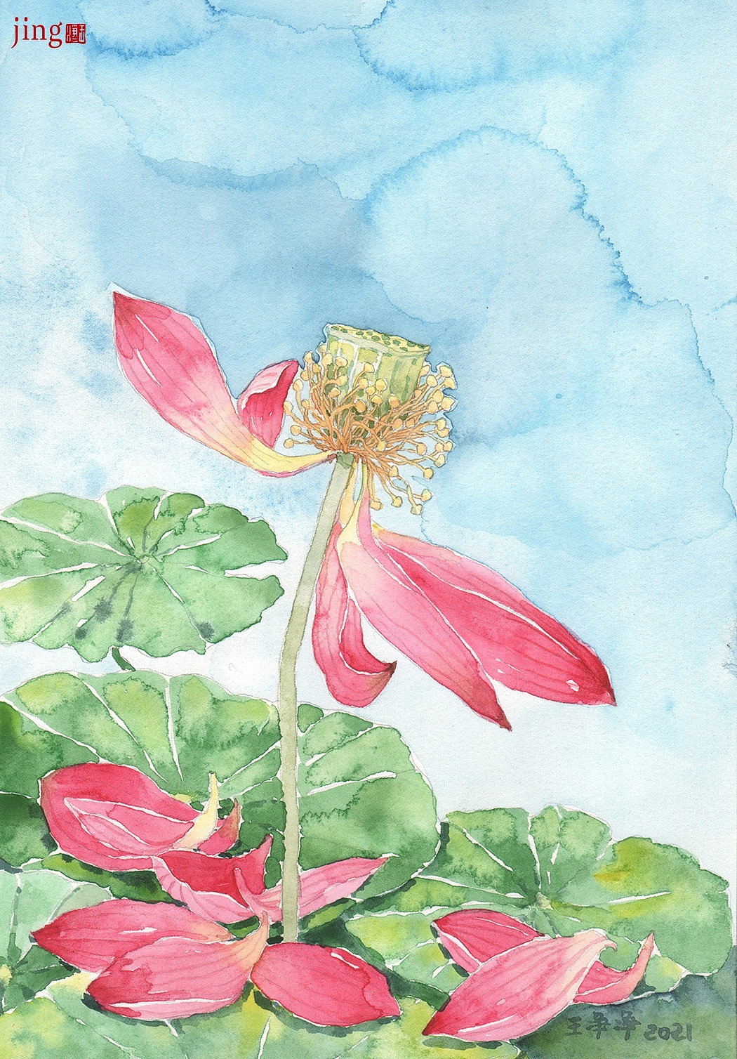 水彩手绘 40幅花卉&风景插画