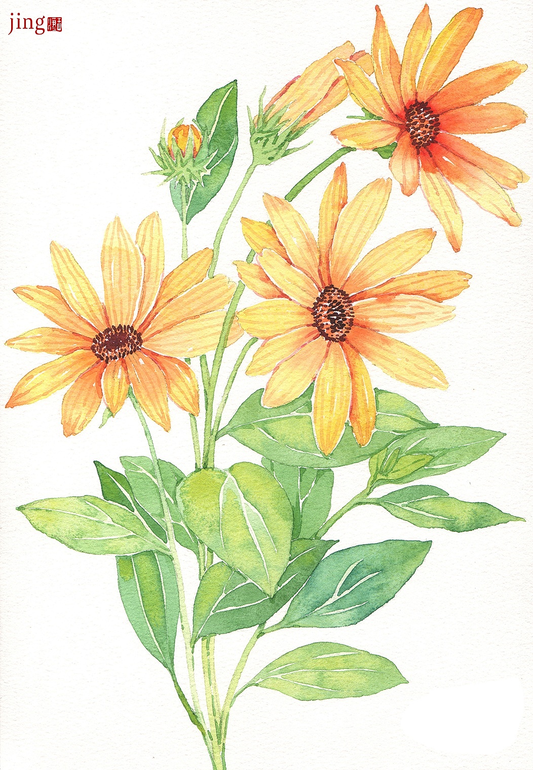 水彩手绘 40幅花卉&风景插画