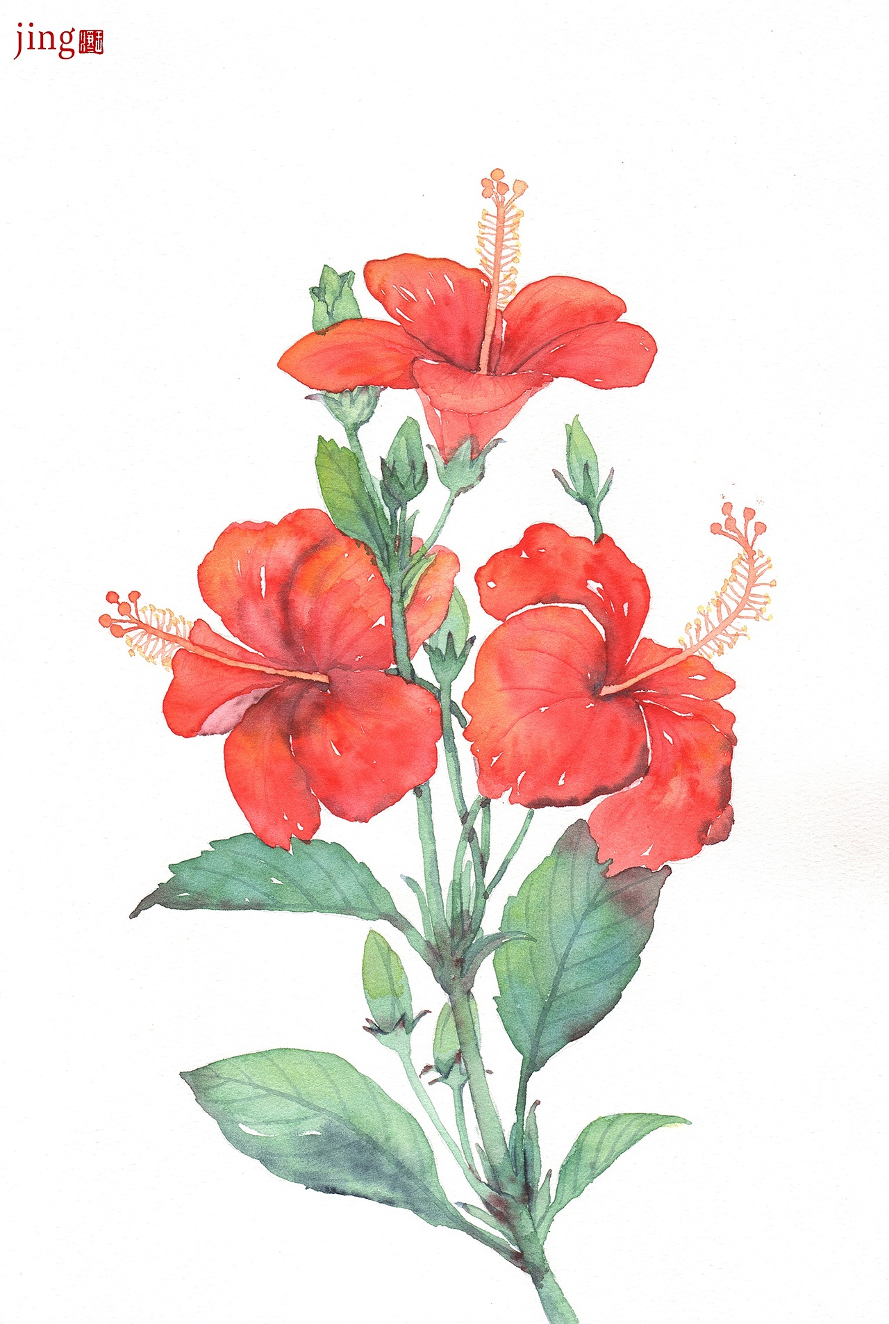 水彩手绘 40幅花卉&风景插画
