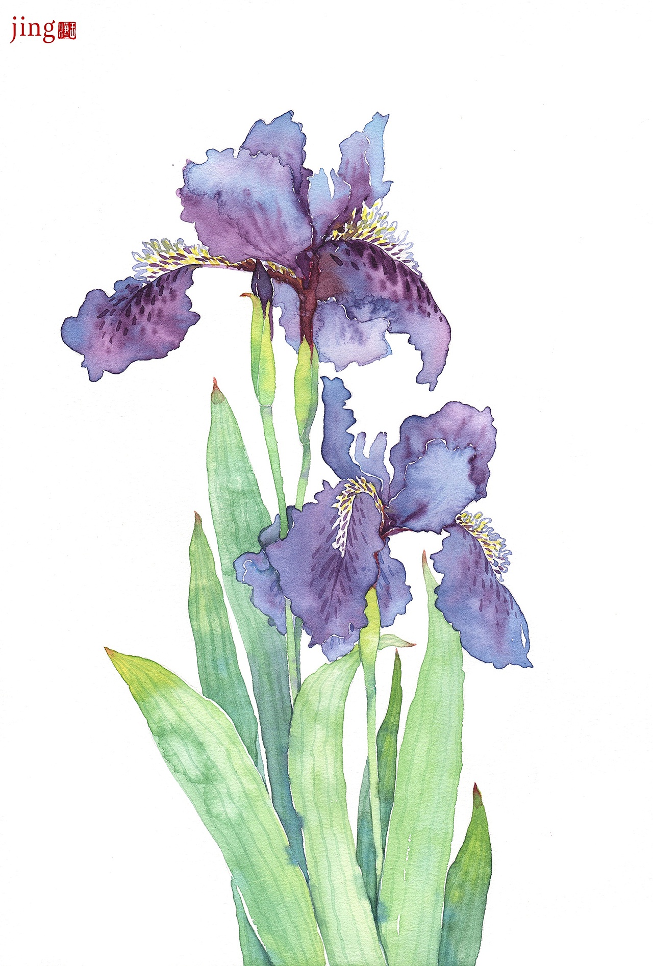 水彩手绘 40幅花卉&风景插画