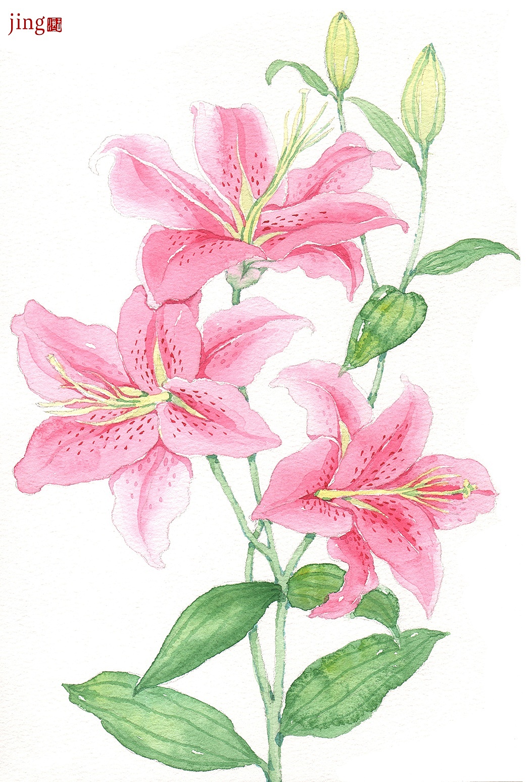 水彩手绘 40幅花卉&风景插画