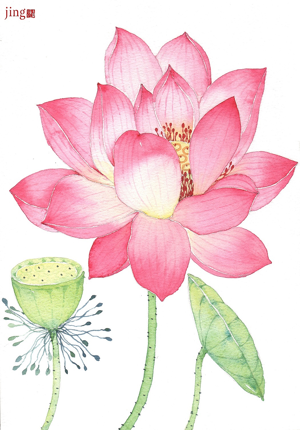 水彩手绘 40幅花卉&风景插画