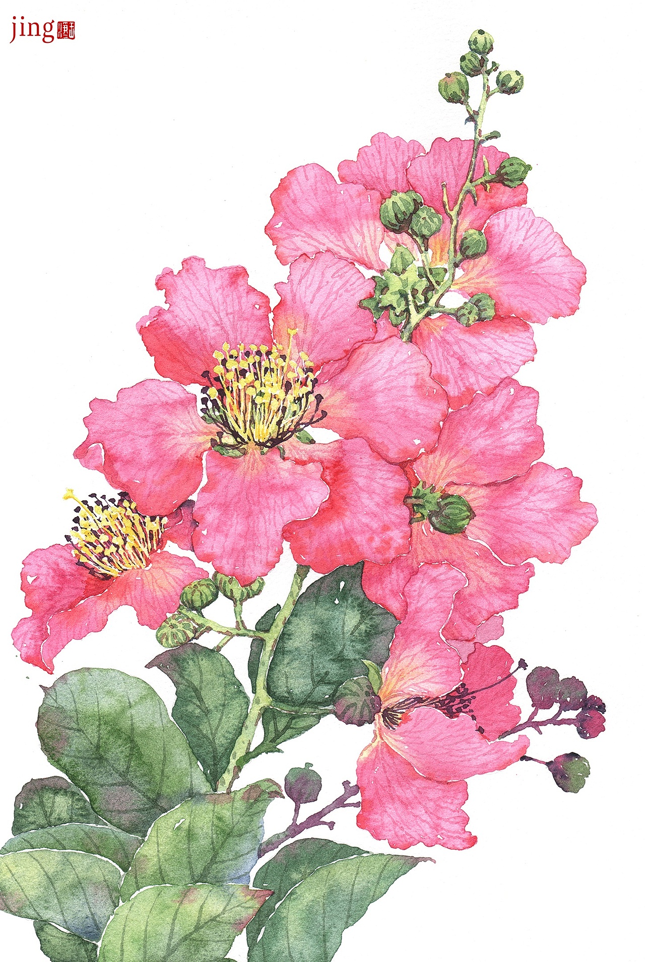 水彩手绘 40幅花卉&风景插画