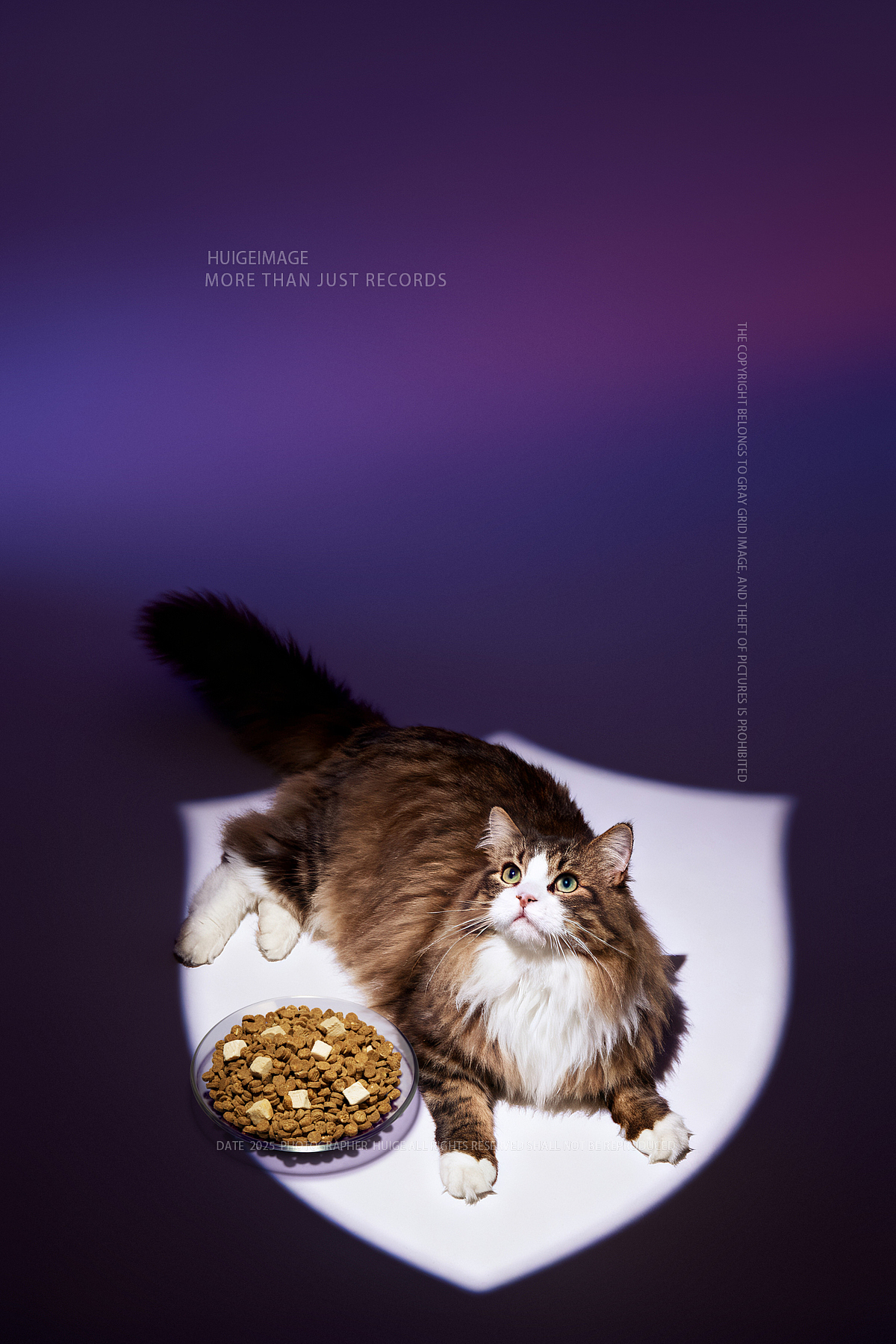 宠物类目AI商业平面应用&灰格影像