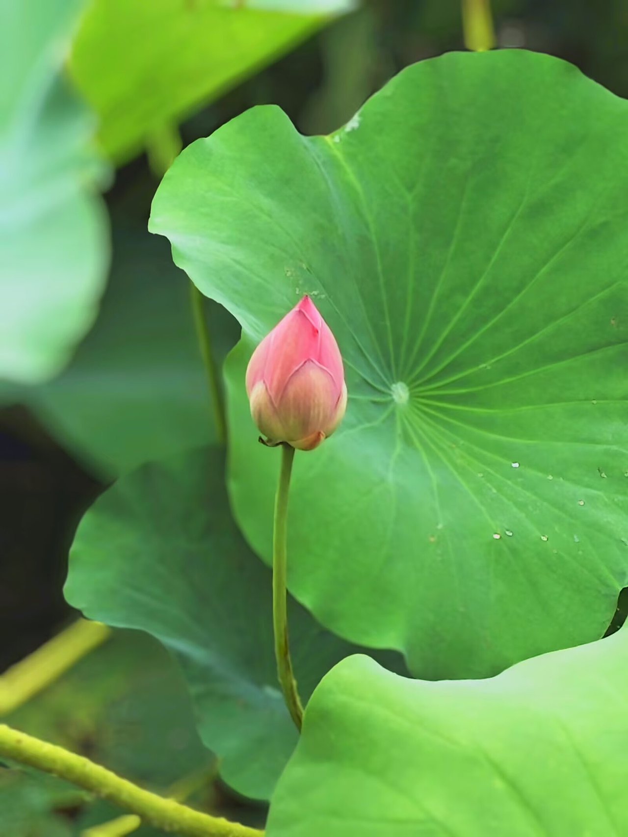 个人剪辑摄影作品