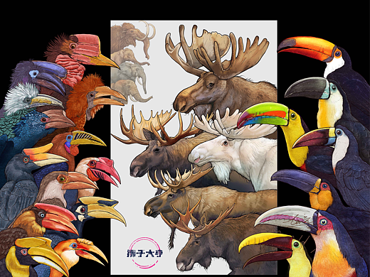 动物插画-物种科普绘本合集（二）
