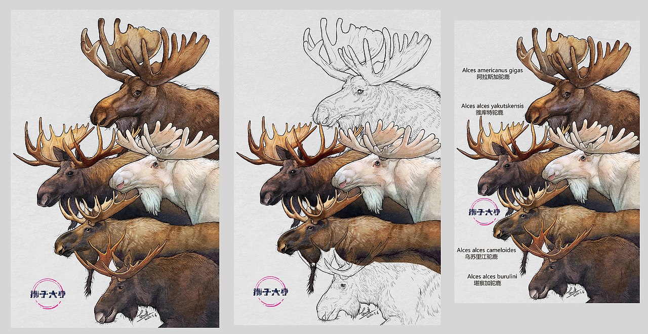 动物插画-物种科普绘本合集（二）（图ZMzk3OTUxNzgw） - 绘本 - 站酷设计师狮子大亨原创素材 - 站酷ZCOOL