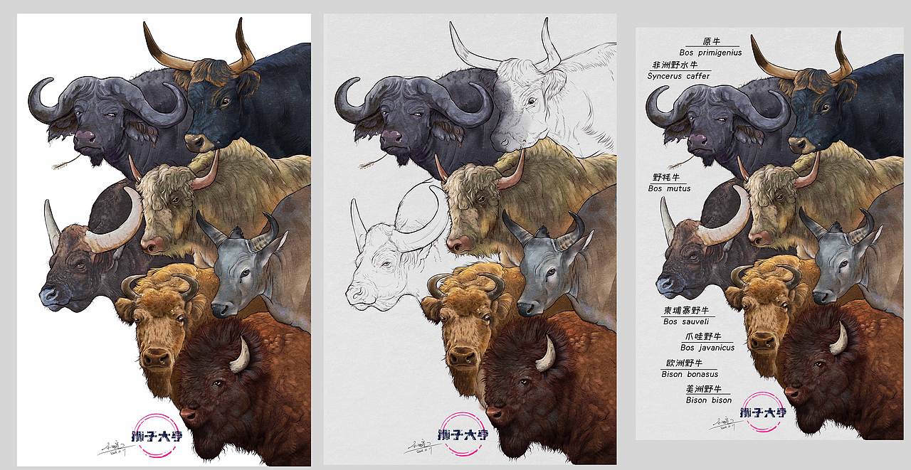 动物插画-物种科普绘本合集（二）（图ZMzk3OTUxNzky） - 绘本 - 站酷设计师狮子大亨原创素材 - 站酷ZCOOL