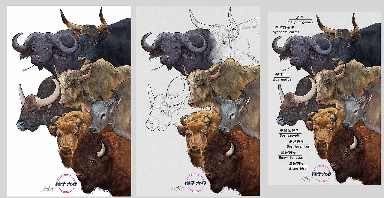 动物插画-物种科普绘本合集（二）（图ZMzk3OTUxNzky） - 绘本 - 站酷设计师狮子大亨原创素材 - 站酷ZCOOL