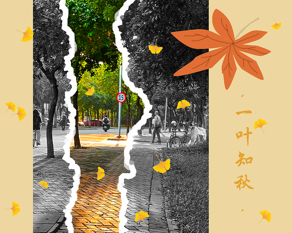 一叶知秋（图ZMzk3OTUzNjA4） - 海报 - 站酷设计师Z879806919原创素材 - 站酷ZCOOL