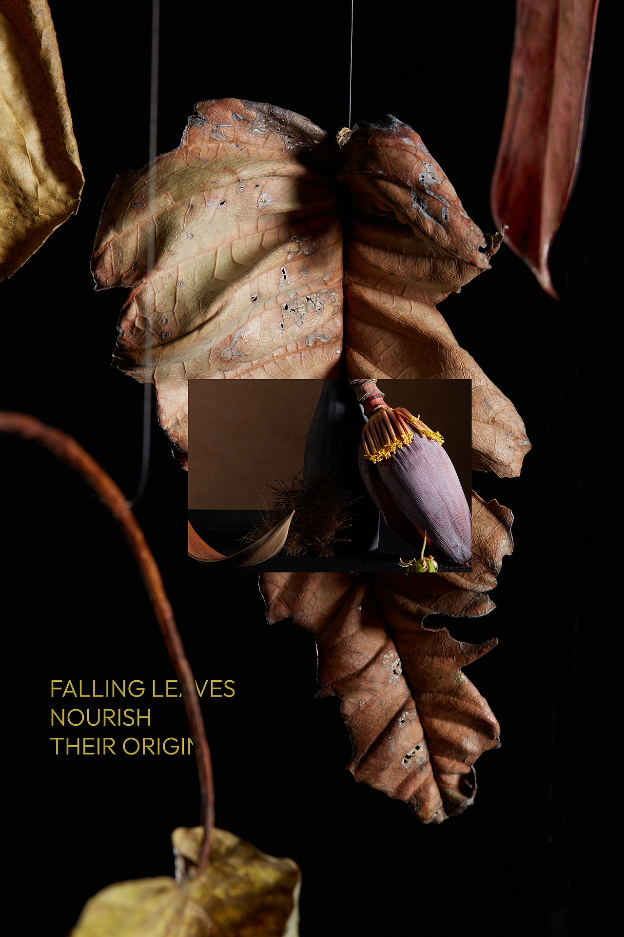 植物伟大的过程 The great process of plants（图ZMzk3OTYwNzM2） - 其他摄影 - 站酷设计师当下视觉摄影原创素材 - 站酷ZCOOL