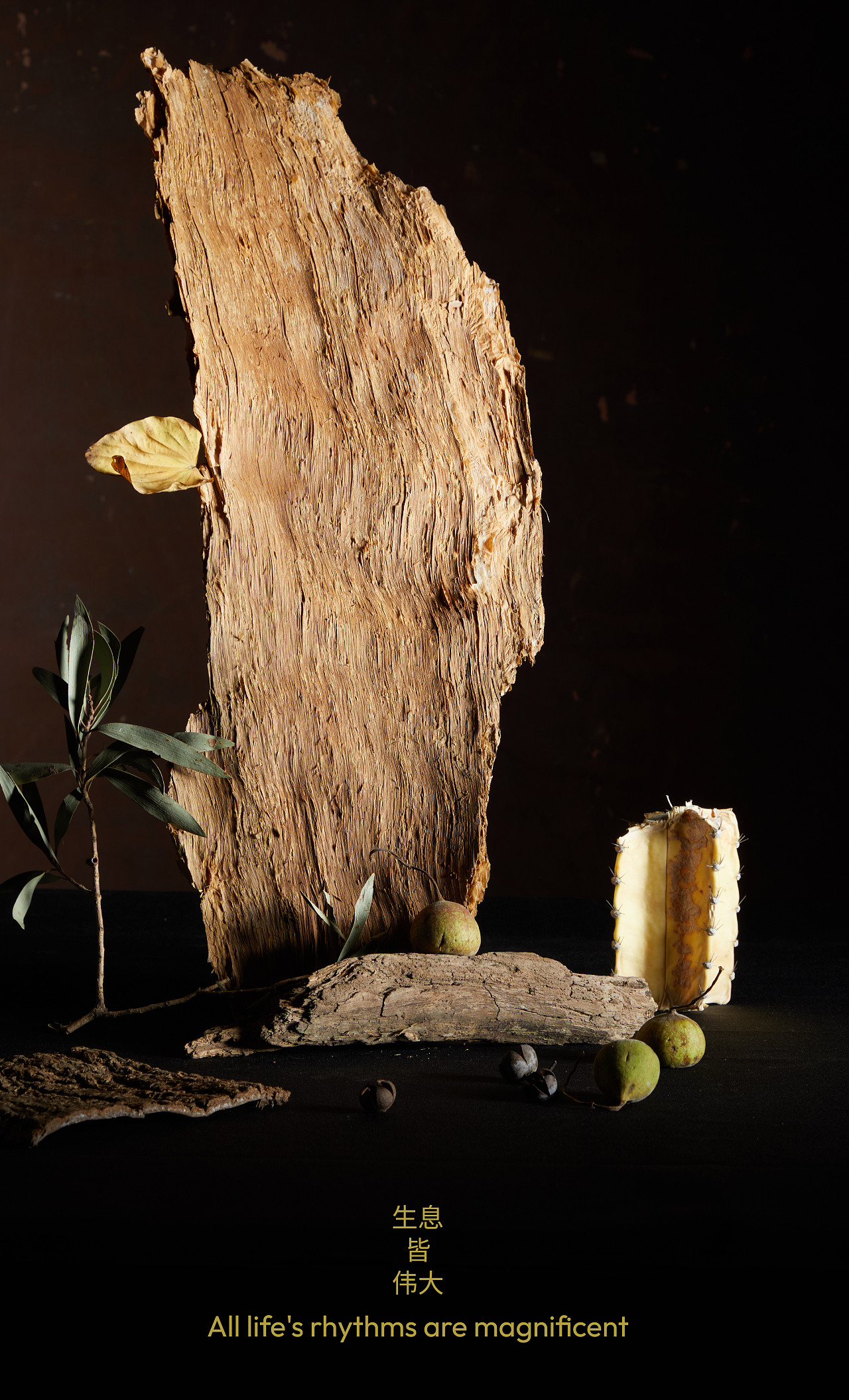 植物伟大的过程 The great process of plants（图ZMzk3OTYwNzYw） - 其他摄影 - 站酷设计师当下视觉摄影原创素材 - 站酷ZCOOL