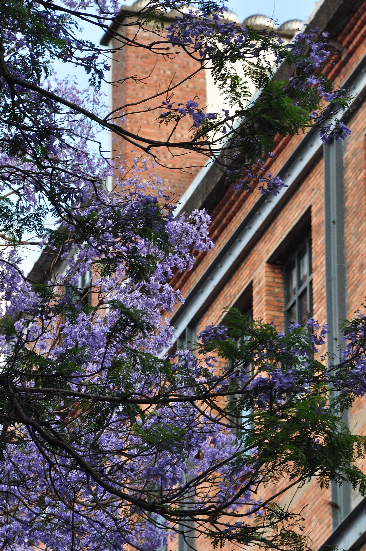 昆明兰花楹，与你一场不期而遇