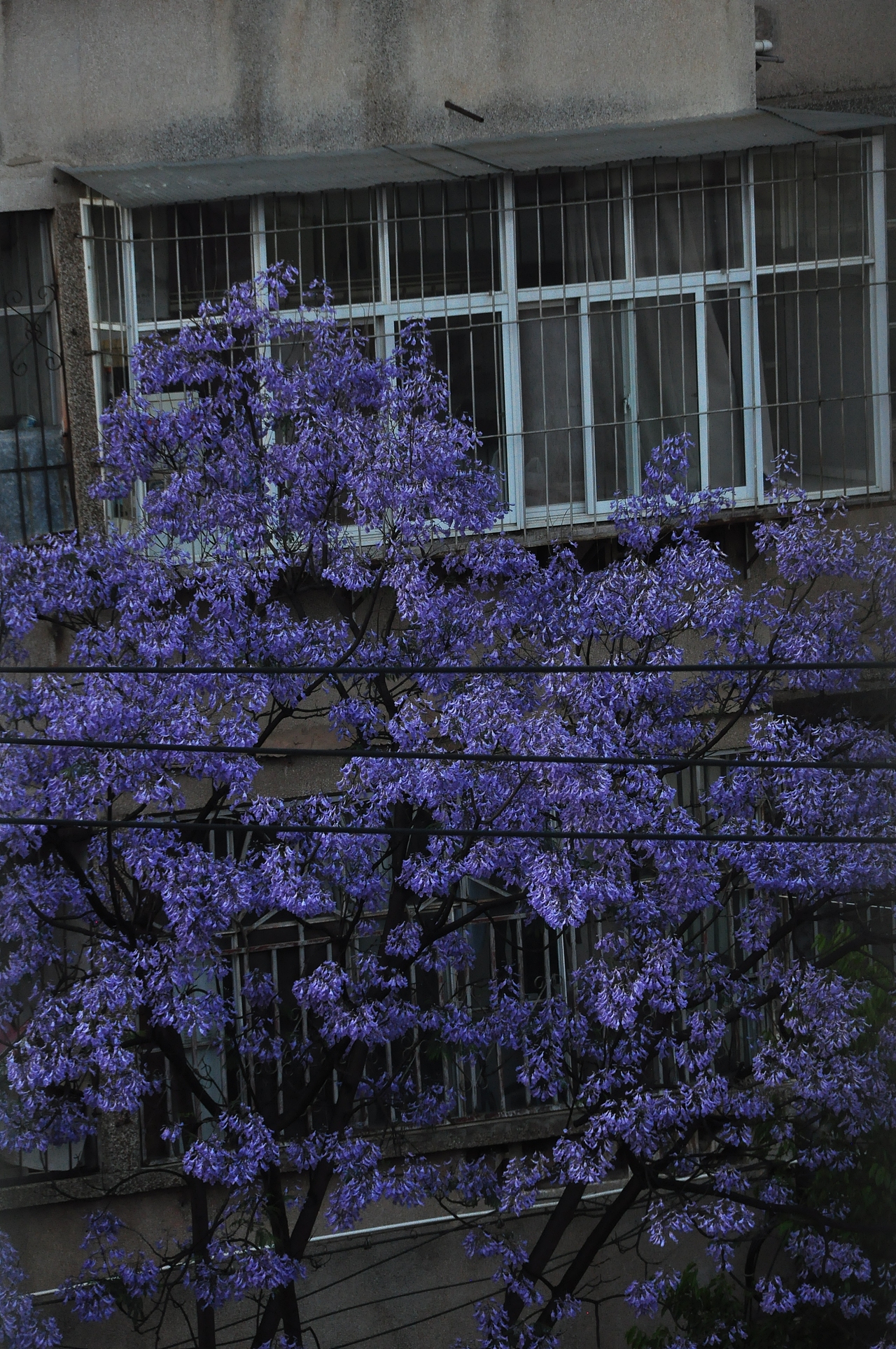 昆明兰花楹，与你一场不期而遇