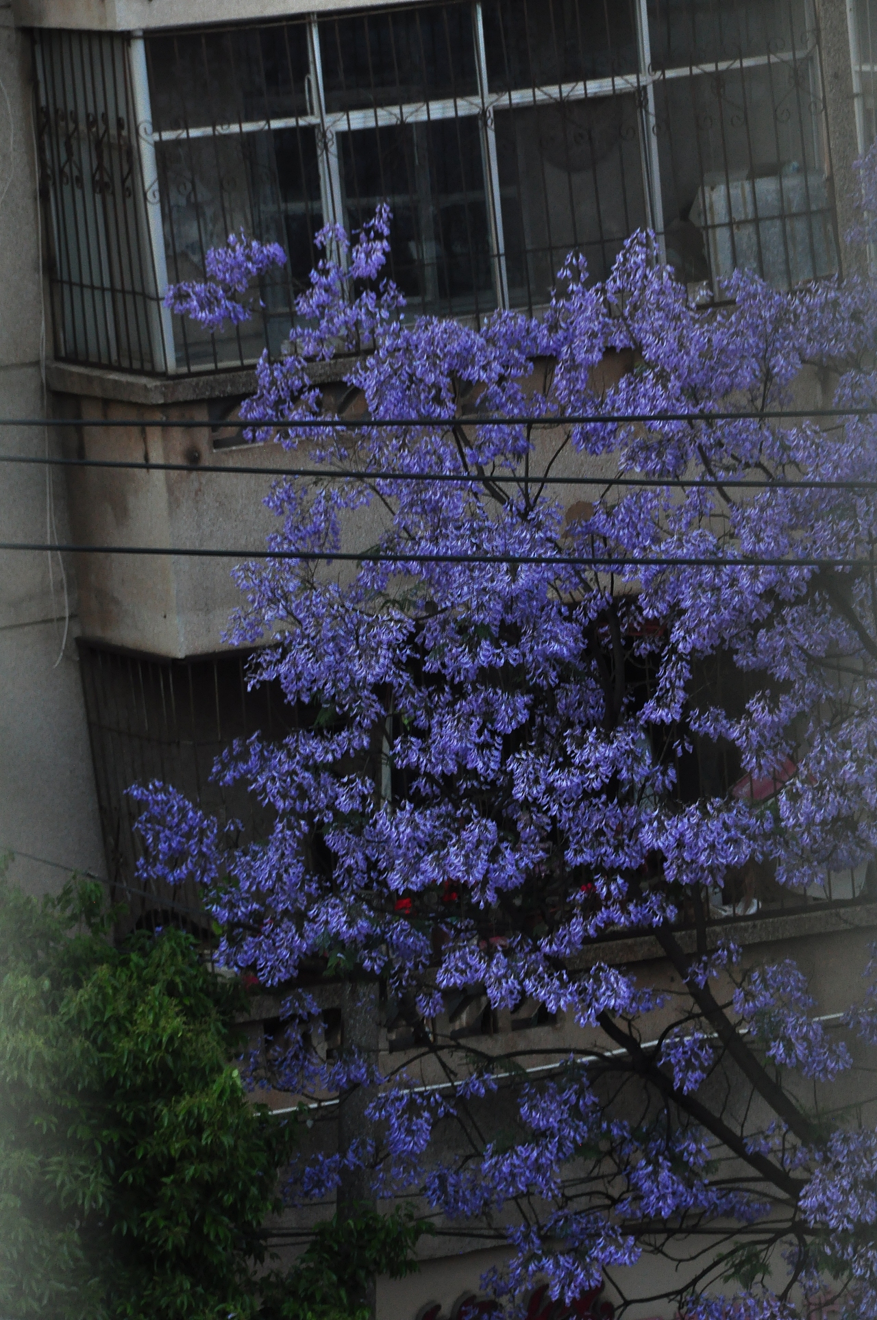 昆明兰花楹，与你一场不期而遇