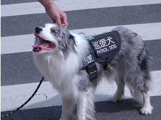 宠物摄影
