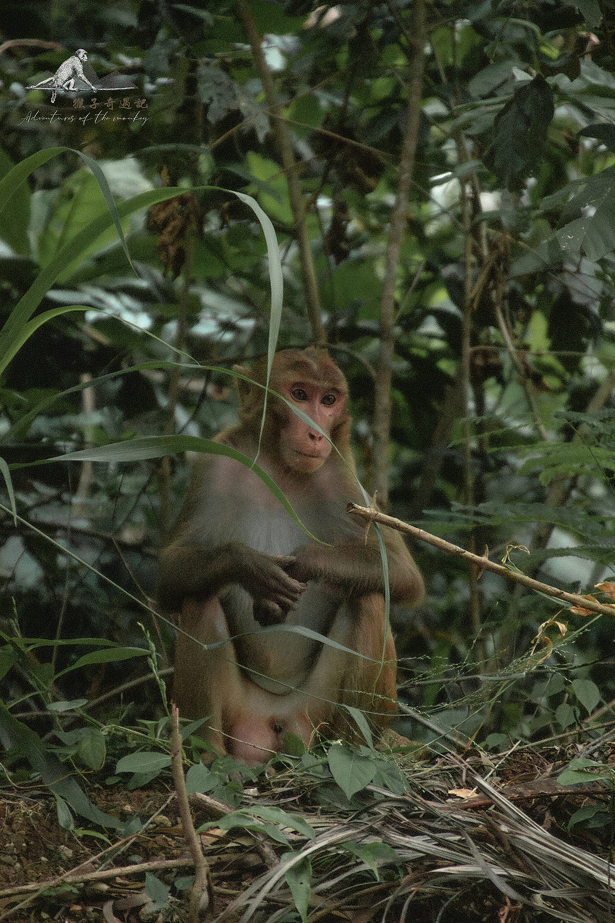 猴哥奇遇（图ZMzk4MTYyNDk2） - 其他摄影 - 站酷设计师追寻遗失的生活原创素材 - 站酷ZCOOL