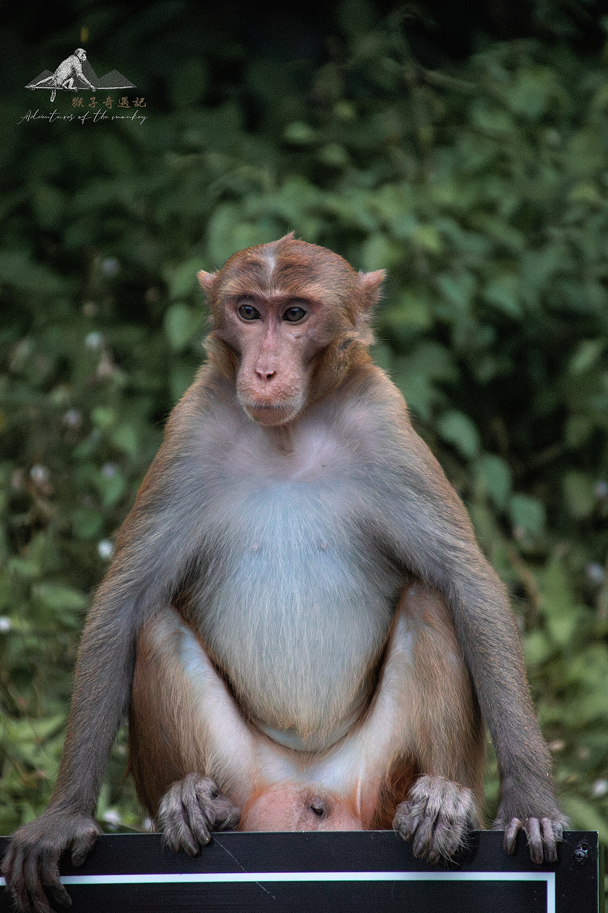 猴哥奇遇（图ZMzk4MTYyNTI4） - 其他摄影 - 站酷设计师追寻遗失的生活原创素材 - 站酷ZCOOL