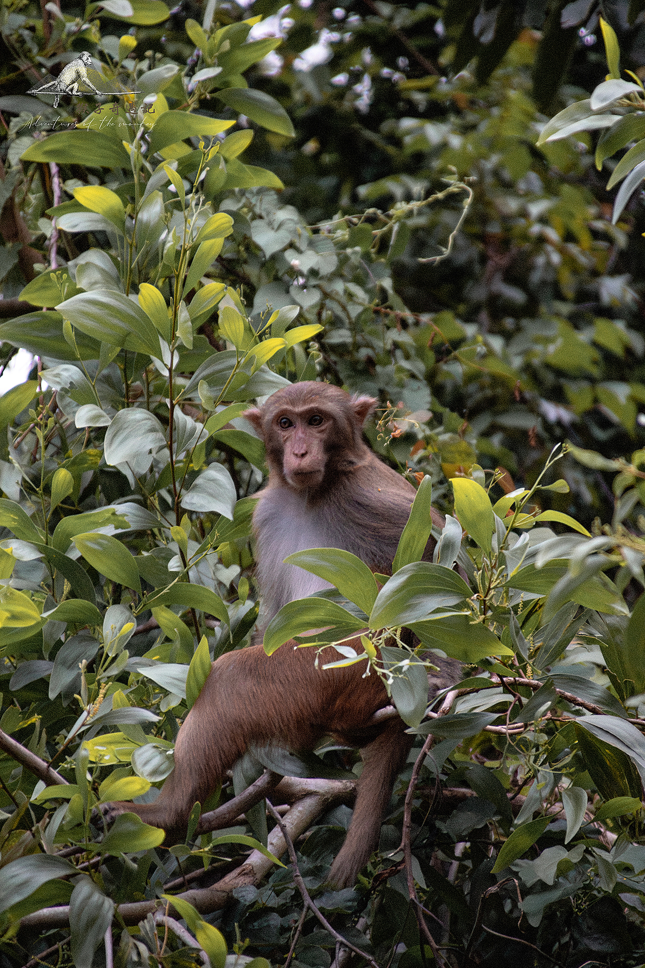 猴哥奇遇（图ZMzk4MTYyNTIw） - 其他摄影 - 站酷设计师追寻遗失的生活原创素材 - 站酷ZCOOL