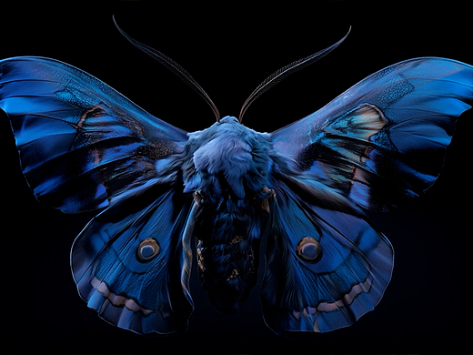 生成艺术影像AIGC《Butterfly》
