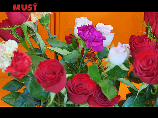 3.8女神节宣传视频