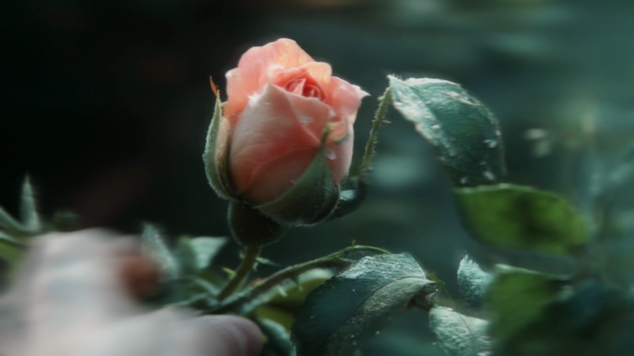 《AI织梦：一支AIGC全流程生成的“永生花”广告》（图ZMzk4MzczNjMy） - AI作品 - 站酷设计师AI导演爱GC原创素材 - 站酷ZCOOL