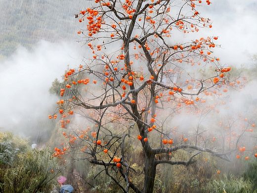 雨柿朦胧,山径秋行
