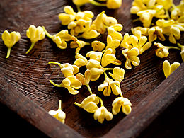 桂花带进工作室