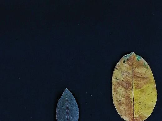 叶间三帧:秋的肌理与时光的诗行