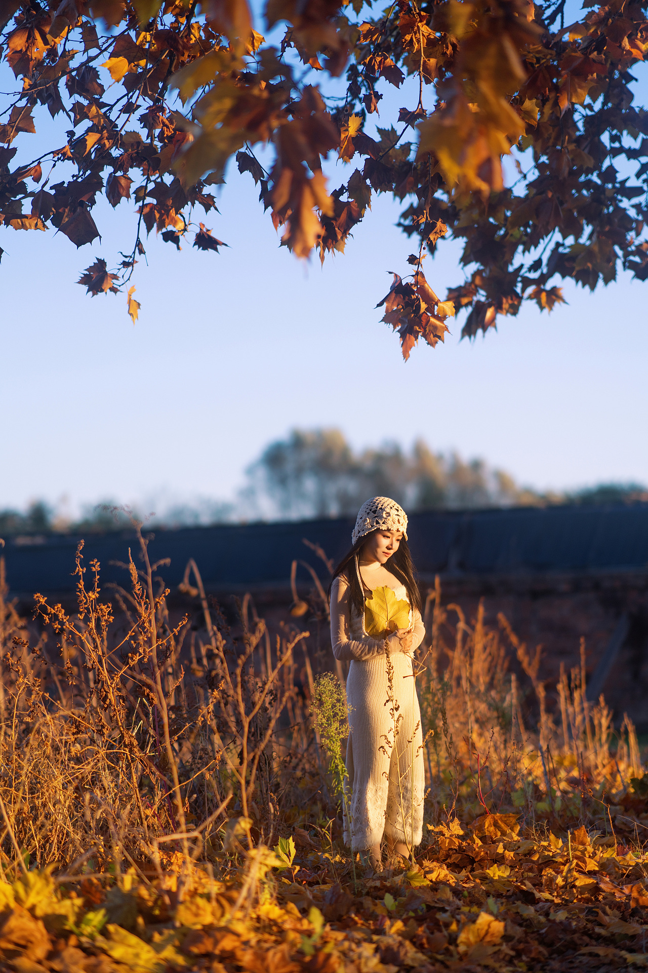 秋日红枫林的光影与色彩