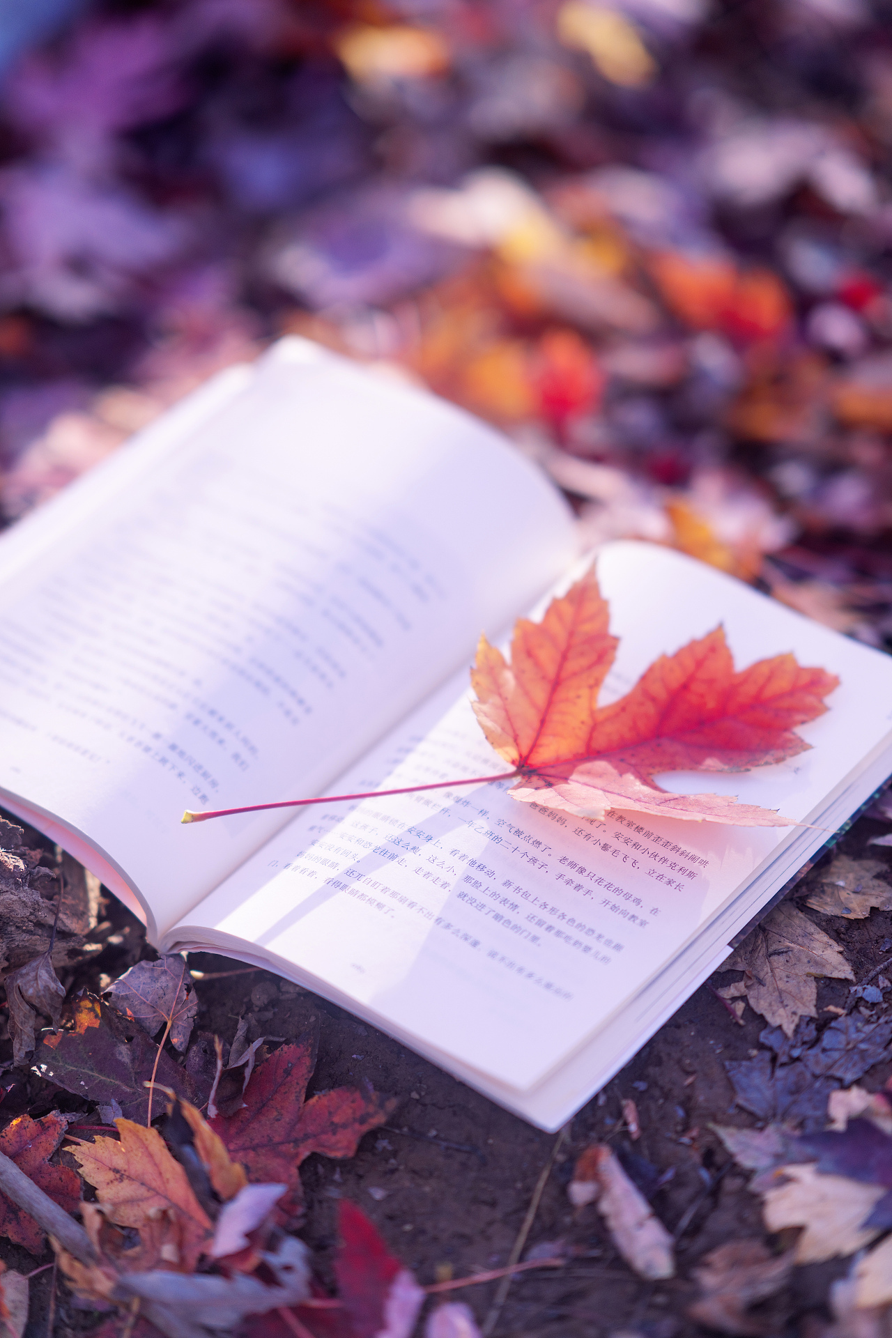 秋日红枫林的光影与色彩