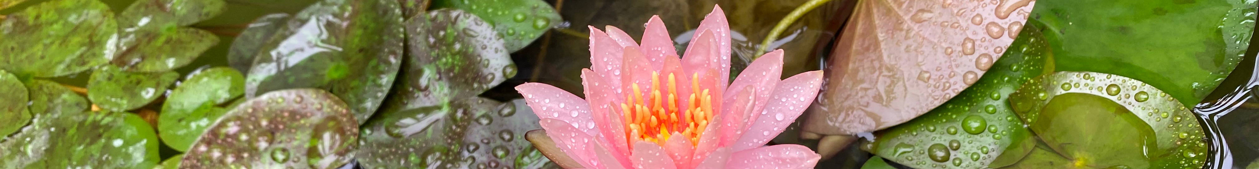 噔噔的画笔的个人主页（封面预览） - 主页封面设置 - 站酷设计师噔噔的画笔原创素材 - 站酷ZCOOL