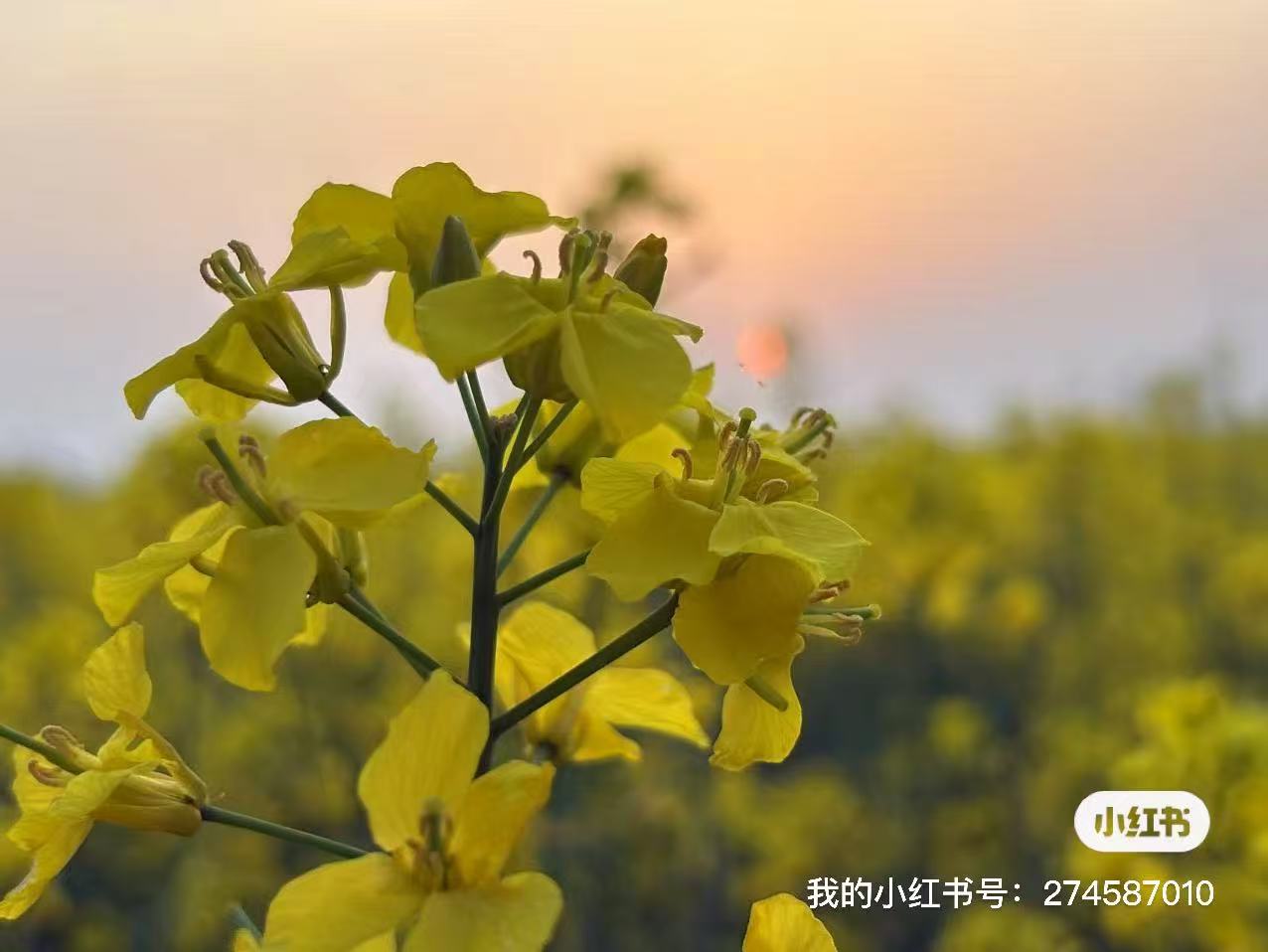 覃haha的个人主页（背景预览） - 主页背景设置 - 站酷设计师覃haha原创素材 - 站酷ZCOOL