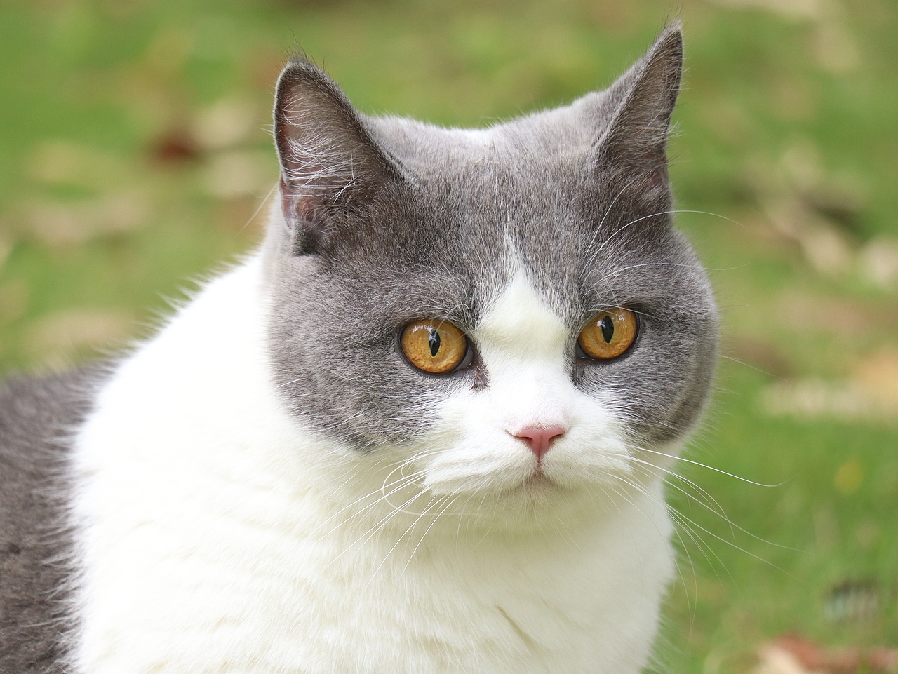 这个世界怎么可能少了-喵星人