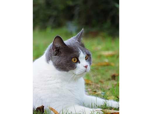 这个世界怎么可能少了-喵星人