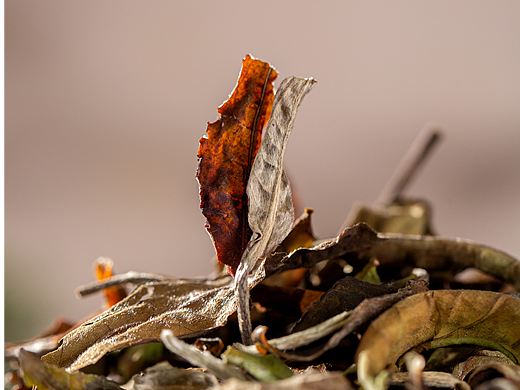 电商拍摄|普洱茶|白茶拍摄|产品摄影