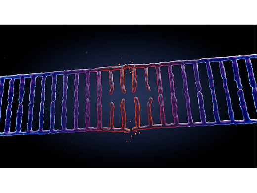 DNA链解旋、断裂模拟(程序化建模)