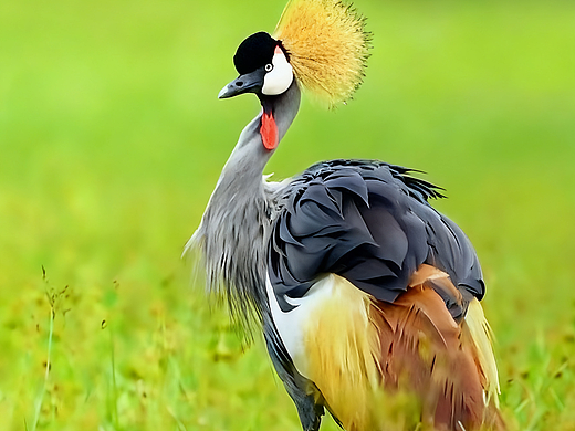 《灰鹤的余温》