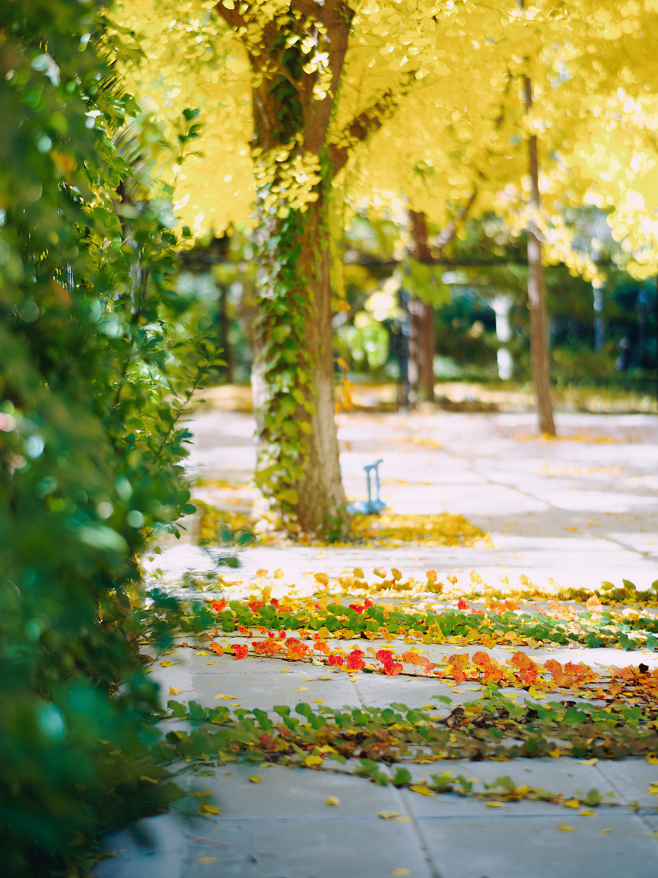 北平之秋相机版📷