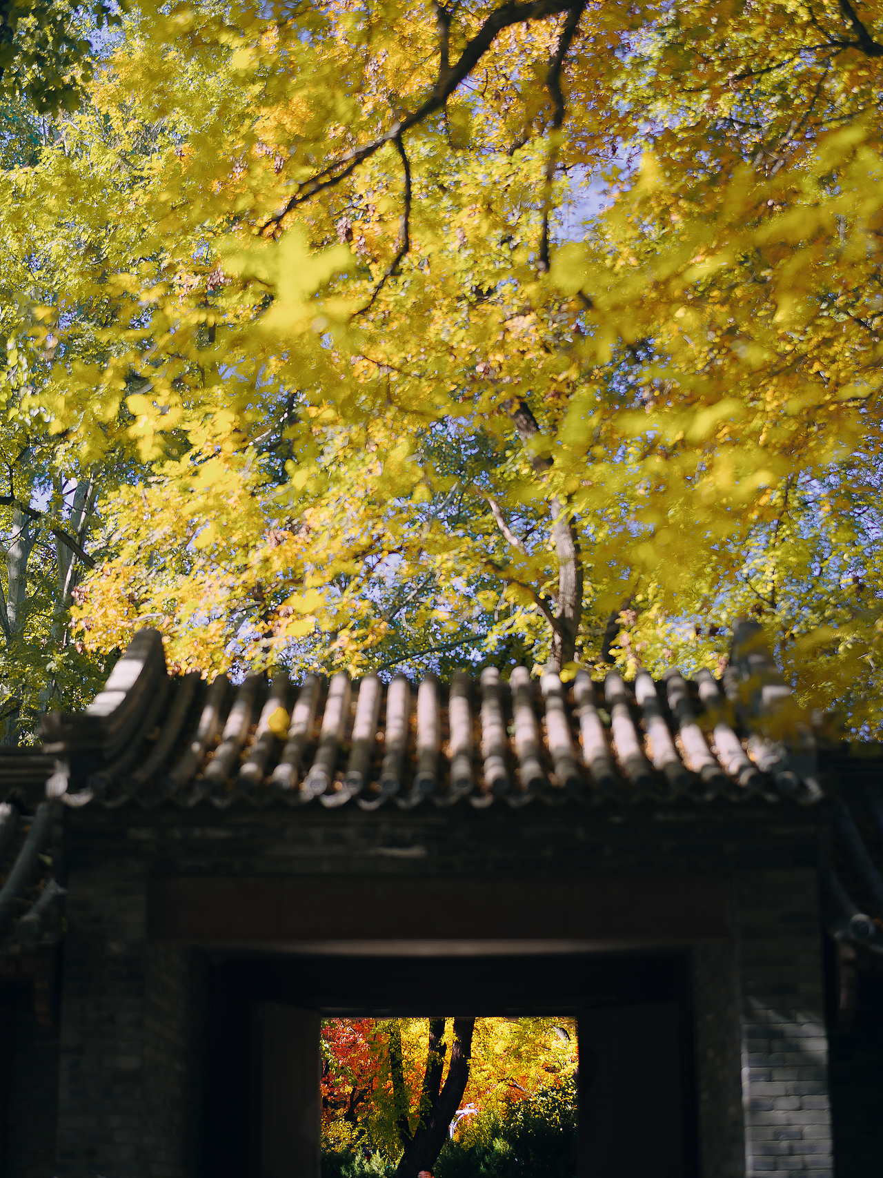 北平之秋相机版📷