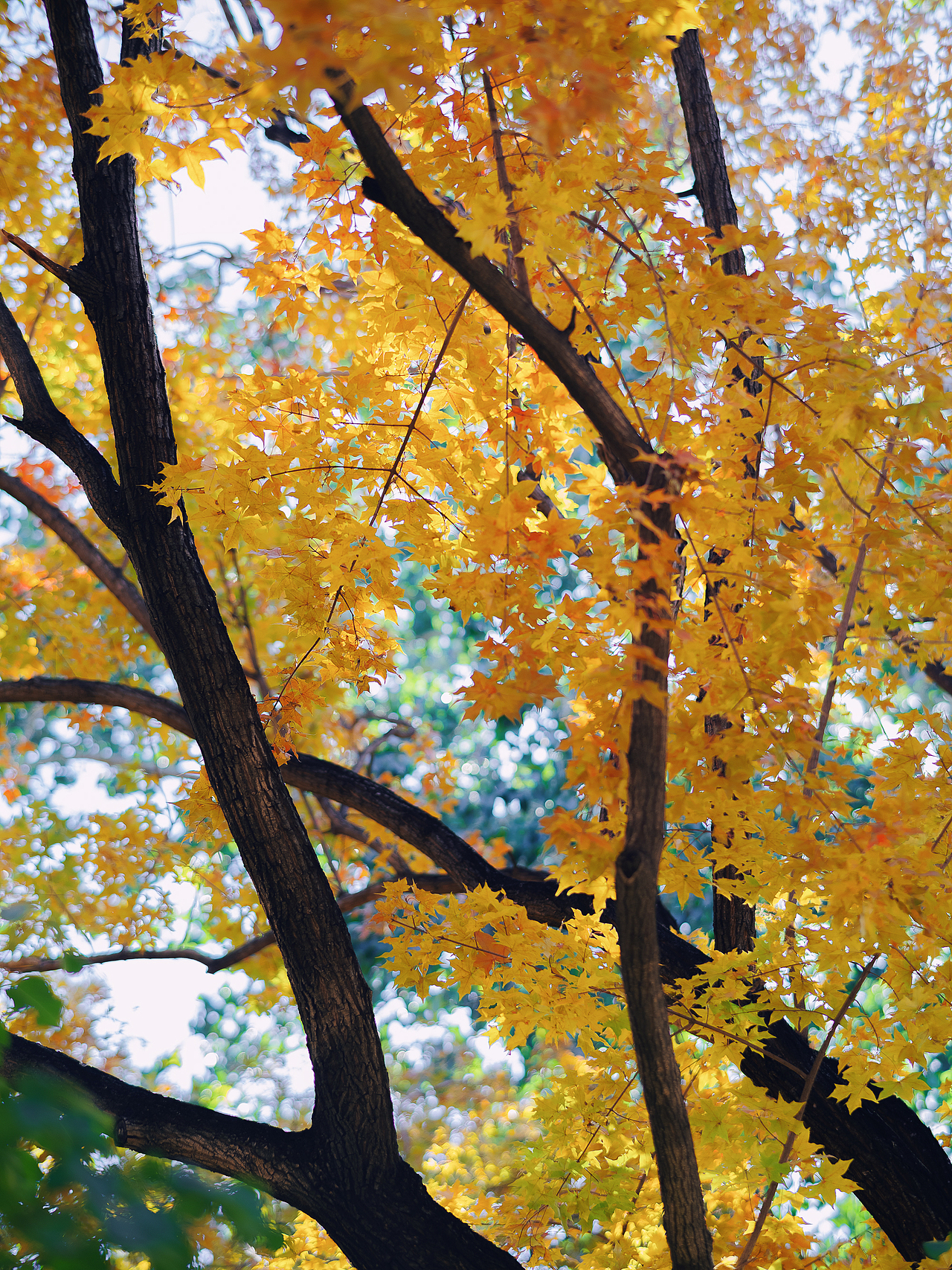 北平之秋相机版📷